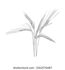 vector drawing wheat, grass plants, bouguet of rye, line drawing floral elements, hand drawn illustration