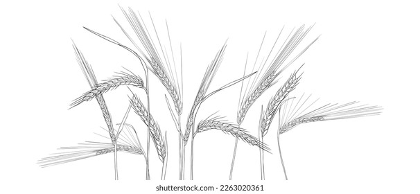 vector drawing wheat, grass plants, rye, line drawing floral background, hand drawn illustration