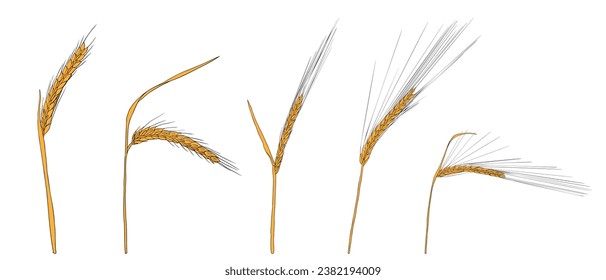 vector drawing wheat, grass plants, rye, line drawing floral elements, hand drawn illustration