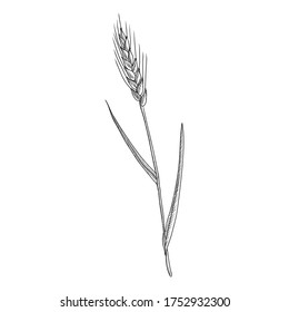 Vector Drawing Wheatgrass, Triticum Aestivum, Hand Drawn Illustration Of Medicinal Plant