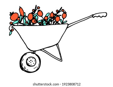 vector drawing of a wheelbarrow with bright berries inside. hand drawn doodle wheelbarrow style black outline with red berries of different shapes with turquoise leaves isolated design template 