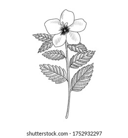 vector drawing white buttercup, Turnera subulata , hand drawn illustration of medicinal plant