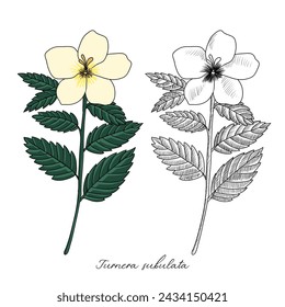 vector drawing white buttercup, Turnera subulata , hand drawn illustration of medicinal plant