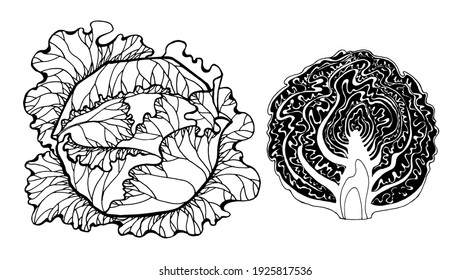 Vektorgrafik von Weißkohl mit Handleinen, in halbem Kohl geschnitten, Streifen auf Kohl, große Blätter, grafisch gezeichnete vegetarische Lebensmittel, frische Ernte, Kohl einzeln auf weißem Hintergrund. 