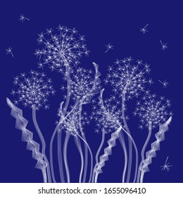 Vector drawing of a white dandelion, flower on a blue background. For printing on clothes, bags, book covers.