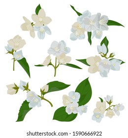 vector drawing white flowers of mock-orange, Scorpion grasses, isolated floral elements at white background, hand drawn illustration
