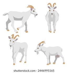 vector drawing white goats, farm animal isolated at white background, hand drawn illustration