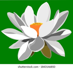 Vector drawing of white lotus flower on green background