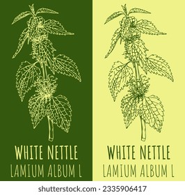 Vector drawing WHITE NETTLE . Hand drawn illustration. The Latin name is LAMIUM ALBUM L