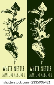 Vector drawing WHITE NETTLE . Hand drawn illustration. The Latin name is LAMIUM ALBUM L