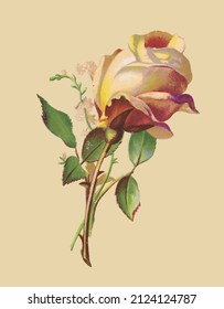 Vector drawing of a white rose in vintage style 