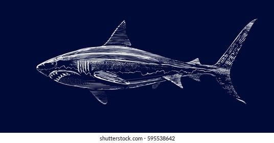 Vector drawing of a white shark on a dark background. Illustration of a sea predator.