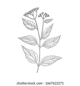 vector drawing white snakeroot, Ageratina altissima, hand drawn illustration