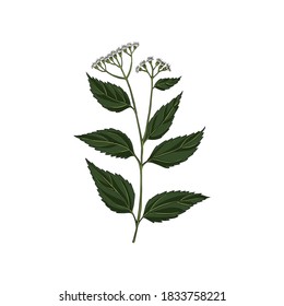 vector drawing white snakeroot, Ageratina altissima at white background, hand drawn illustration