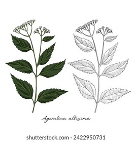 vector drawing white snakeroot, Ageratina altissima at white background, hand drawn illustration