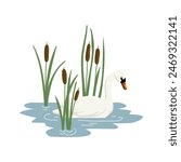 vector drawing white swan and lesser bulrush, wild water bird and plants isolated at white background, hand drawn illustration