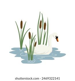 vector drawing white swan and lesser bulrush, wild water bird and plants isolated at white background, hand drawn illustration