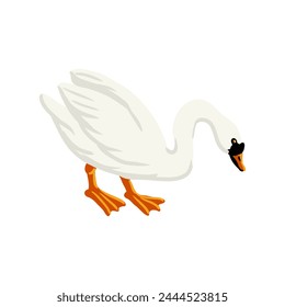 vector drawing white swan, wild bird isolated at white background, hand drawn illustration