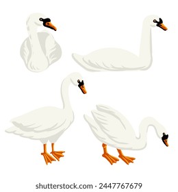 vector drawing white swans, wild birds isolated at white background, hand drawn illustration