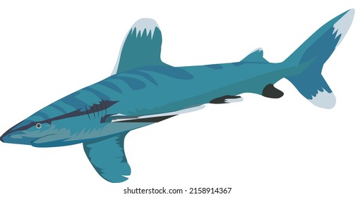 Vector de tiburón de punta blanca. Silueta de tiburón de punta blanca