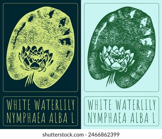 Vector drawing WHITE WATERLILY. Hand drawn illustration. The Latin name is NYMPHAEA ALBA L.
