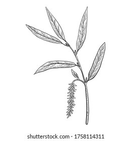 vector drawing white willow branch, Salix alba , hand drawn illustration of medicinal plant