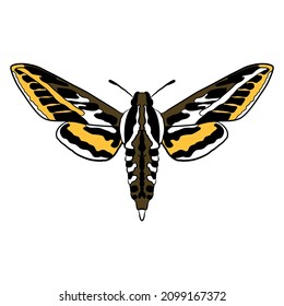 vector drawing white-lined sphinx butterfly, Hyles lineata, hand drawn illustration