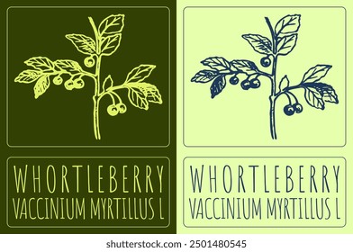 Vector drawing WHORTLEBERRY. Hand drawn illustration. Latin name is VACCINIUM MYRTILLUS L.
