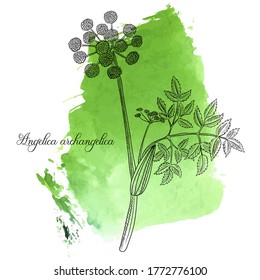 Vector Drawing Wild Celery, Angelica Archangelica At Green Watercolor Background, Hand Drawn Illustration