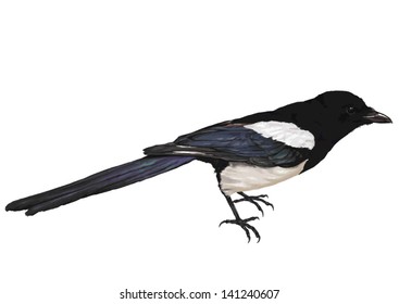 vector drawing of wild common bird species, Eurasian Magpie, European Magpie, or Common Magpie, Pica pica, crow family named as magpies, and belongs to the Holarctic radiation of "monochrome" magpies