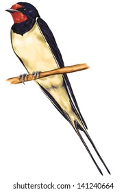 vector drawing of wild common bird species, Barn Swallow, Hirundo rustica, species of swallow, a distinctive passerine bird with blue upperparts, a long, deeply forked tail and curved, pointed wings