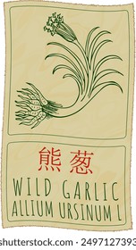 Vector drawing WILD GARLIC in Chinese. Hand drawn illustration. Latin name is ALLIUM URSINUM L.
