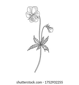 vector drawing wild pansy,Viola tricolor , hand drawn illustration of medicinal plant