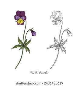 vector drawing wild pansy,Viola tricolor , hand drawn illustration of medicinal plant