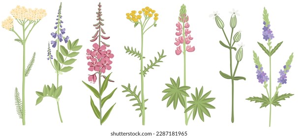 Vektorgrafik von Wildpflanze und Blumen einzeln auf weißem Hintergrund, handgezeichnet botanische Illustration
