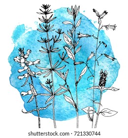 Vector drawing wild plants, herbs and flowers at blue watercolor background, botanical illustration in vintage style, floral template
