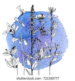 Vector drawing wild plants, herbs and flowers at blue watercolor background, botanical illustration in vintage style, floral template