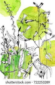 Vector drawing wild plants, herbs and flowers at green watercolor background, botanical illustration in vintage style, floral template
