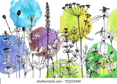 Dibujo vectorial de plantas silvestres, hierbas y flores en fondo acuarela, ilustración botánica en estilo vintage, plantilla floral