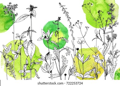 Vector drawing wild plants, herbs and flowers at watercolor background, botanical illustration in vintage style, floral template