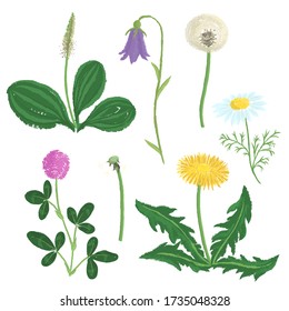 vector drawing wild plants, isolated floral elements at white background, hand drawn illustration