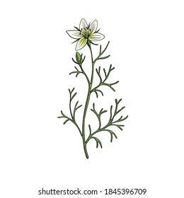 vector drawing wild rue , Peganum harmala , hand drawn illustration