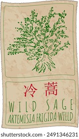 Vector drawing WILD SAGE in Chinese. Hand drawn illustration. The Latin name is ARTEMISIA FRIGIDA WILLD.
