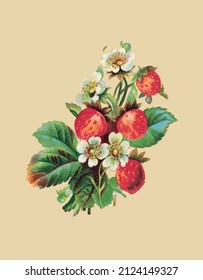 Vector drawing of wild strawberries in vintage style