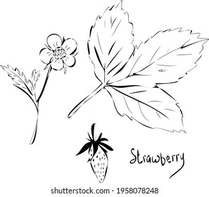 Vector drawing wild strawberry flower leaf and berry