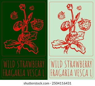 Vector drawing WILD STRAWBERRY. Hand drawn illustration. Latin name is FRAGARIA VESCA L.
