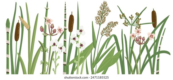 vector drawing wild water plants at white background,floral border, hand drawn botanical illustration