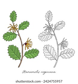 vector drawing witch-hazel , Hamamelis virginiana , hand drawn illustration