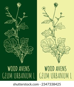 Vector drawing WOOD AVENS. Hand drawn illustration. The Latin name is GEUM URBANUM  L.
