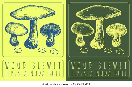 Vector drawing WOOD BLEWIT. Hand drawn illustration. The Latin name is LEPISTA NUDA BULL.
